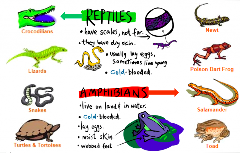 study of reptiles and amphibians word craze